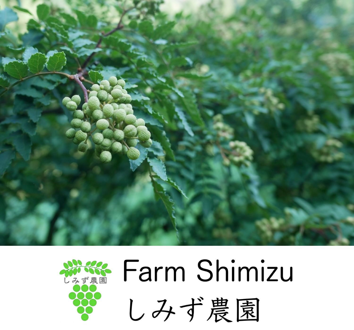 実山椒 ５００ｇ