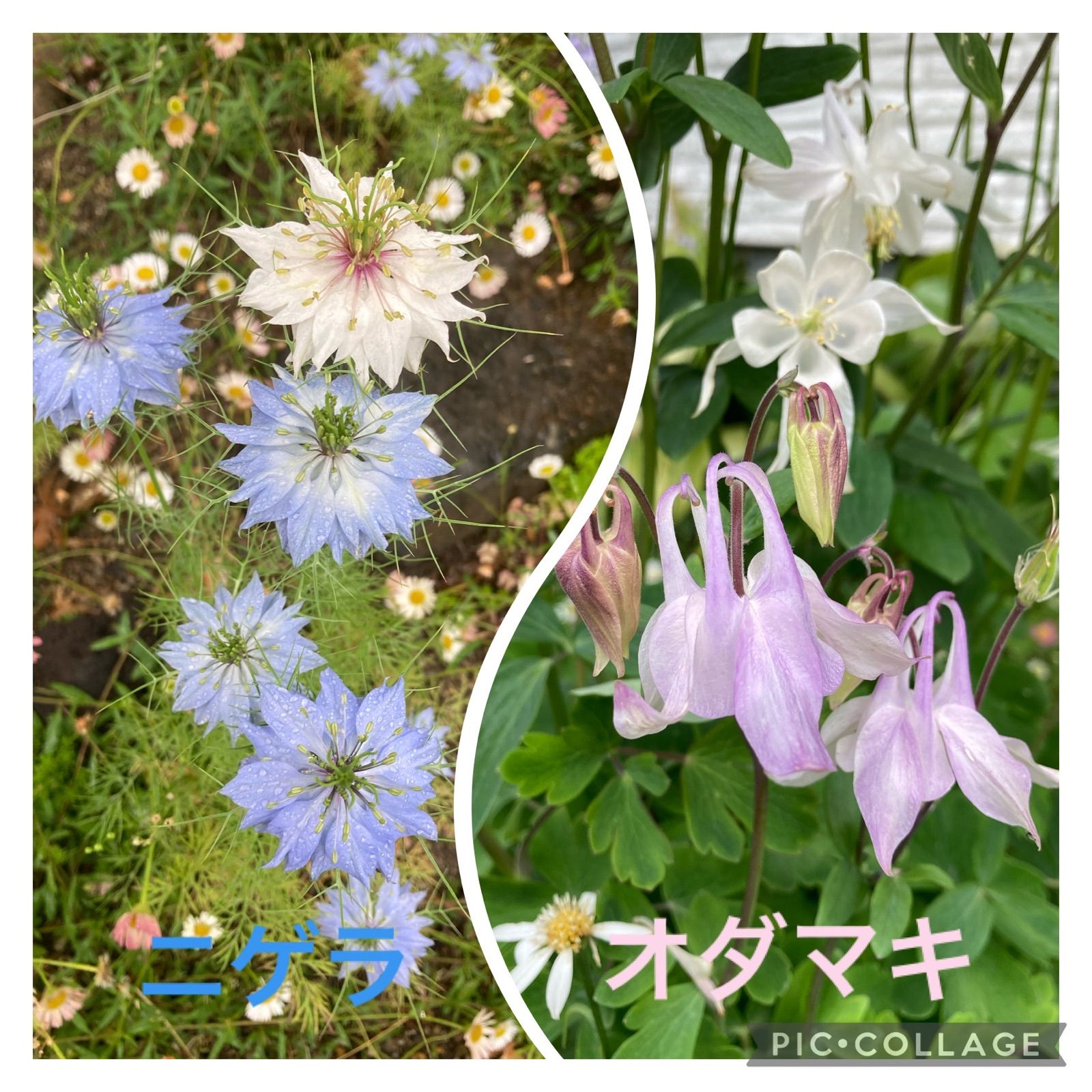 オダマキの種 - 観葉植物