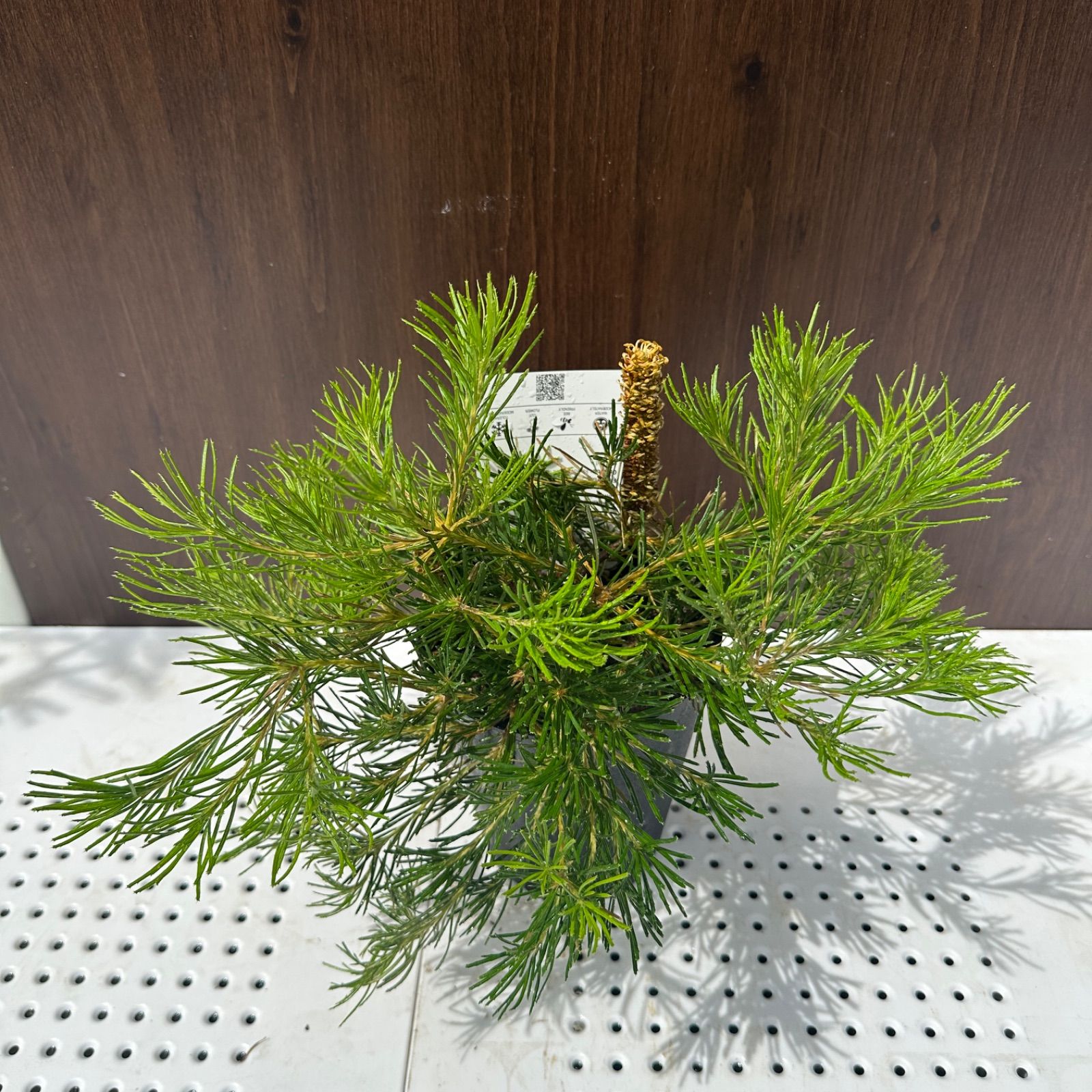 現品発送 ④ バンクシア バースデーキャンドル 5号 花芽付き オージープランツ