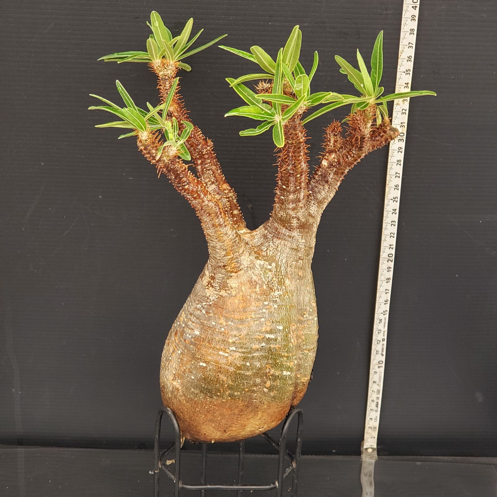 S264【自社養生・発根株】Pachypodium グラキリス(M)(現地球 S264【自社養生・発根株】Pachypodium グラキリス(M)(現地球
