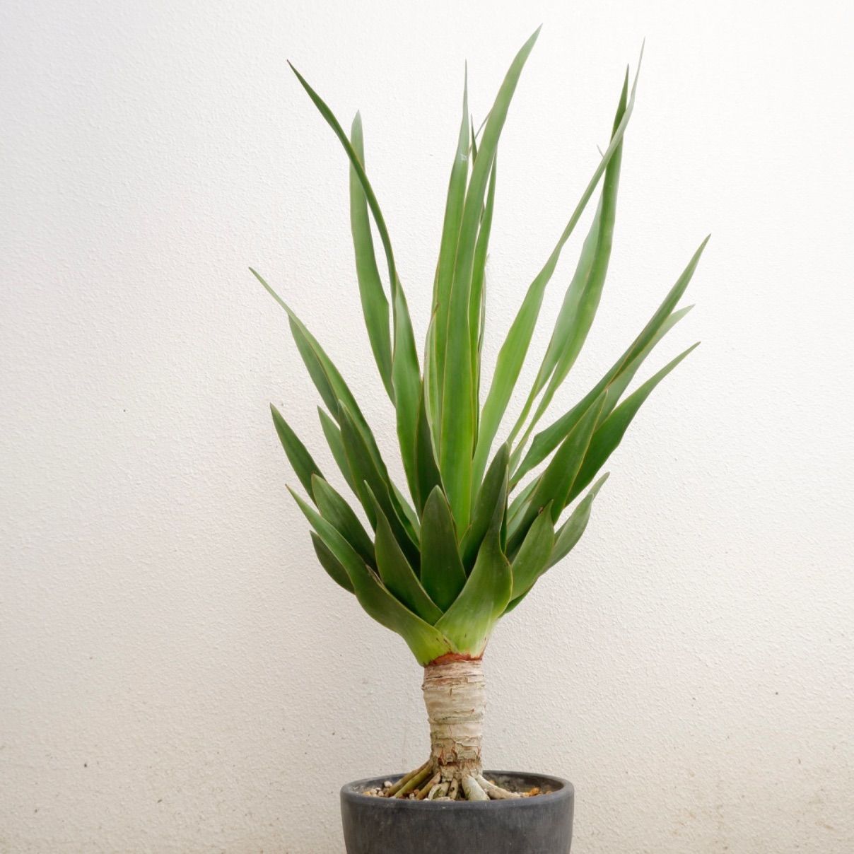 ドラセナ ドラコ 種子 ドラセナ ドラコ Dracaena draco subsp draco