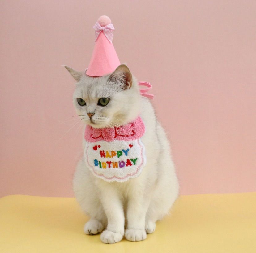 犬 猫 誕生日 バースデー スタイ リボン付き帽子 パーティ 写真 撮影