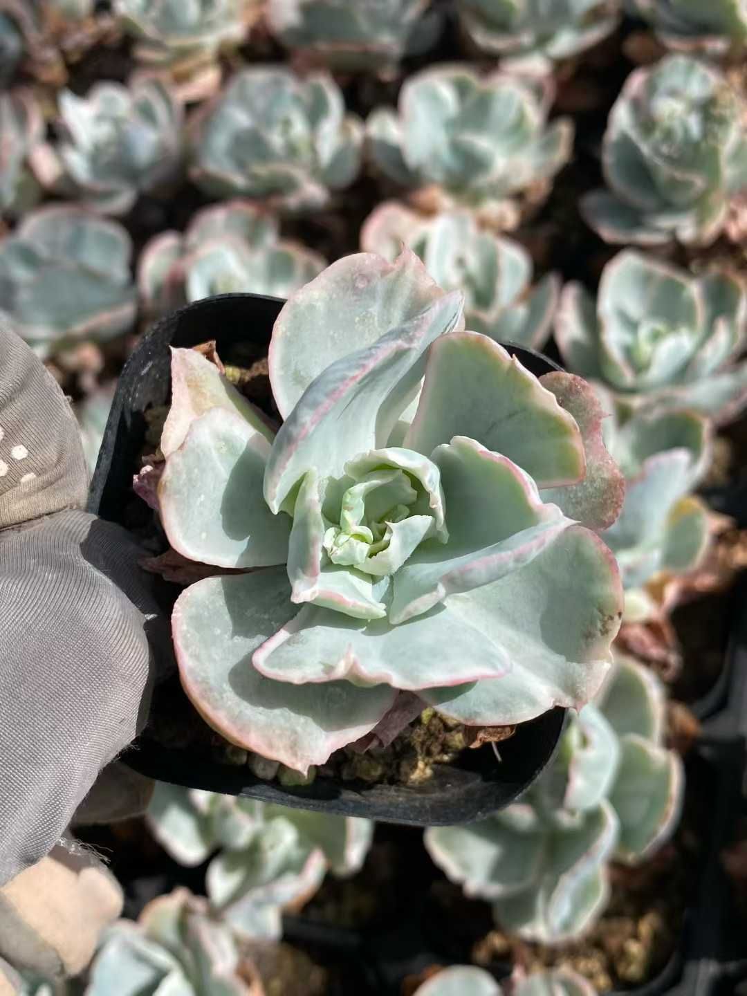 40株の抜き苗セット バークレー錦 多肉植物 佐川急便発送 エケベリア 韓国苗 MY467