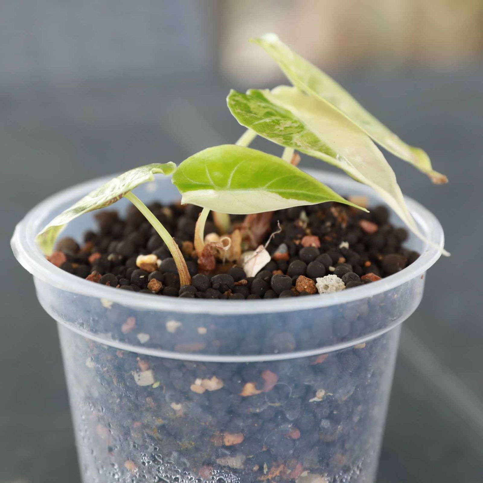 脇芽アリ】アロカシア ワトソニアナ ピンク斑入り Alocasia