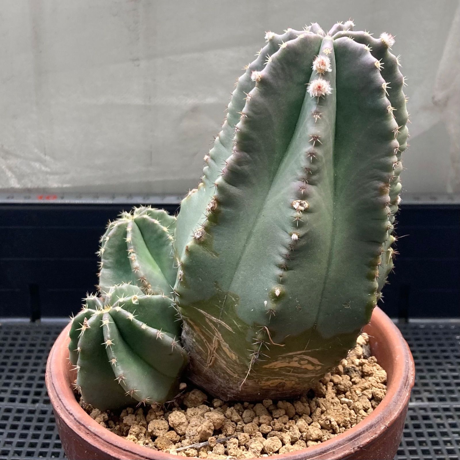 500E サボテン 多肉植物 Eriosyce bulbocalyx 逆豹丸 錦