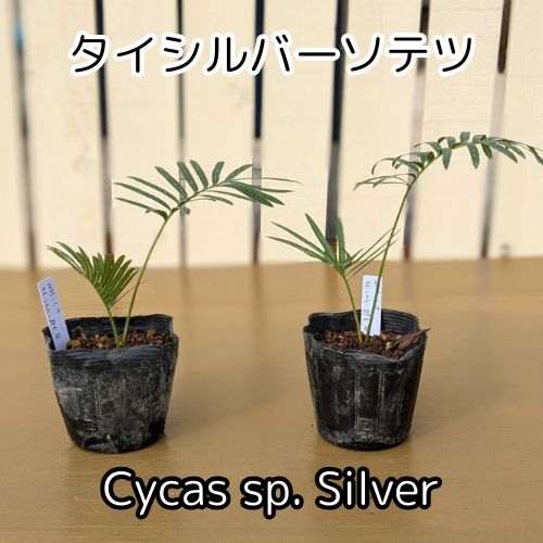 2鉢セット！！【鉢ごと発送】タイ シルバーソテツ Cycas sp.silver