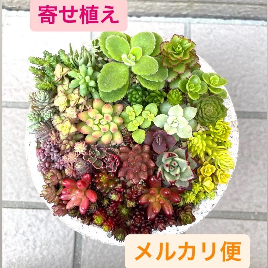 ☆多肉植物寄せ植えセット☆グラデーション☆レアセダム☆セダムカット苗☆カット苗詰め合わせ☆ちまちま寄せ☆ - メルカリ