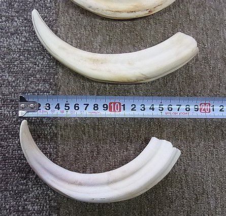 イボイノシシの牙（大・中・小）３本セット