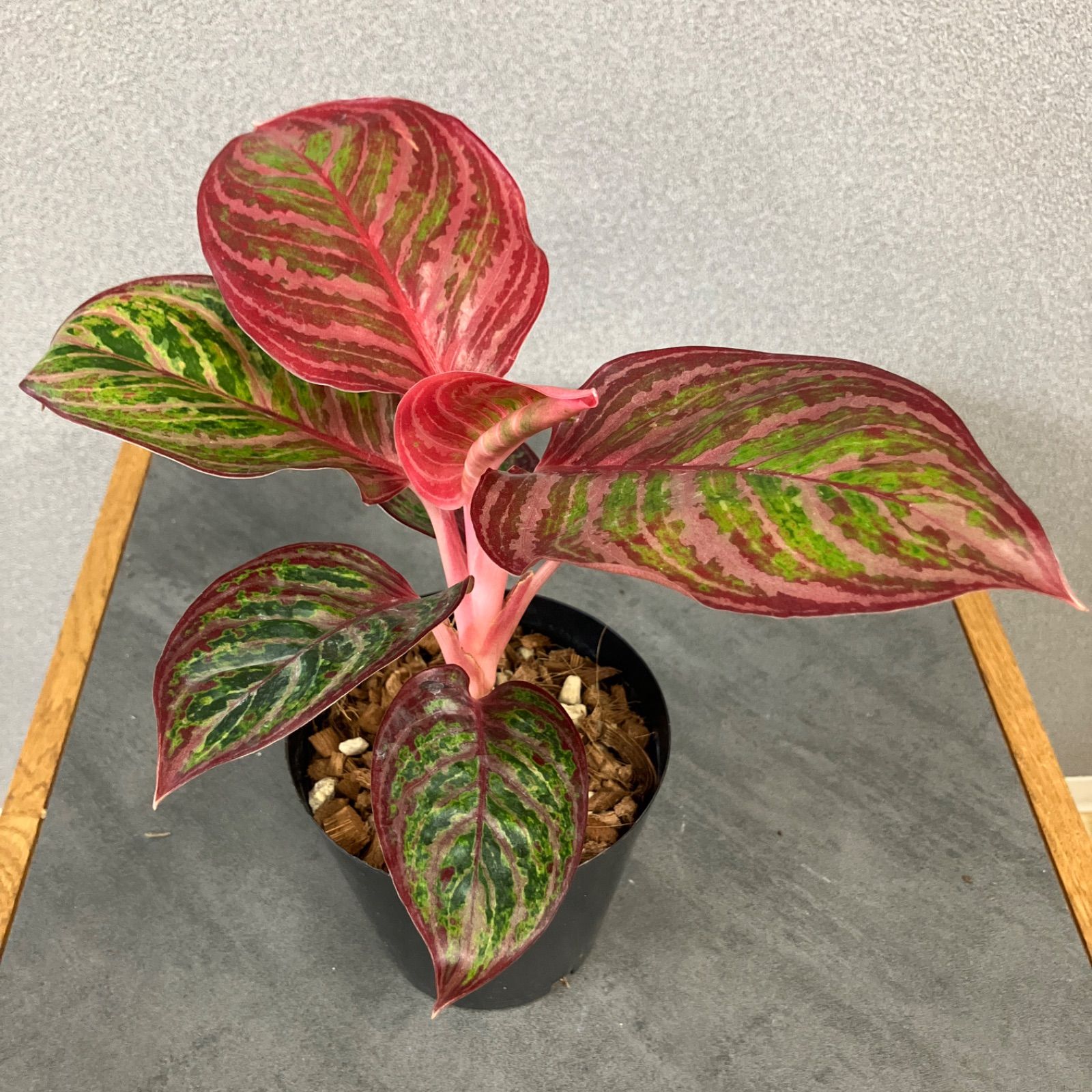 超希少❗️アグラオネマ　レッドエメラルドドラゴン✨ 超希少❗️美株❗️アグラオネマ レッドエメラルドドラゴン