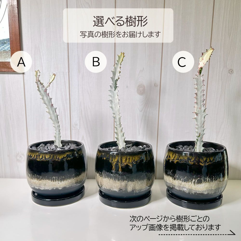 観葉植物 ユーフォルビア ラクテア ホワイトゴースト 4号 選べる