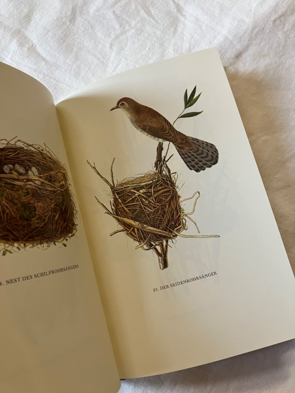 インゼル文庫　人気3冊セット　鳥図鑑　蝶図鑑　植物図鑑※バラ売りも可能 インゼル文庫 100 小さな鳥と巣の図鑑 第6版 - メルカリ