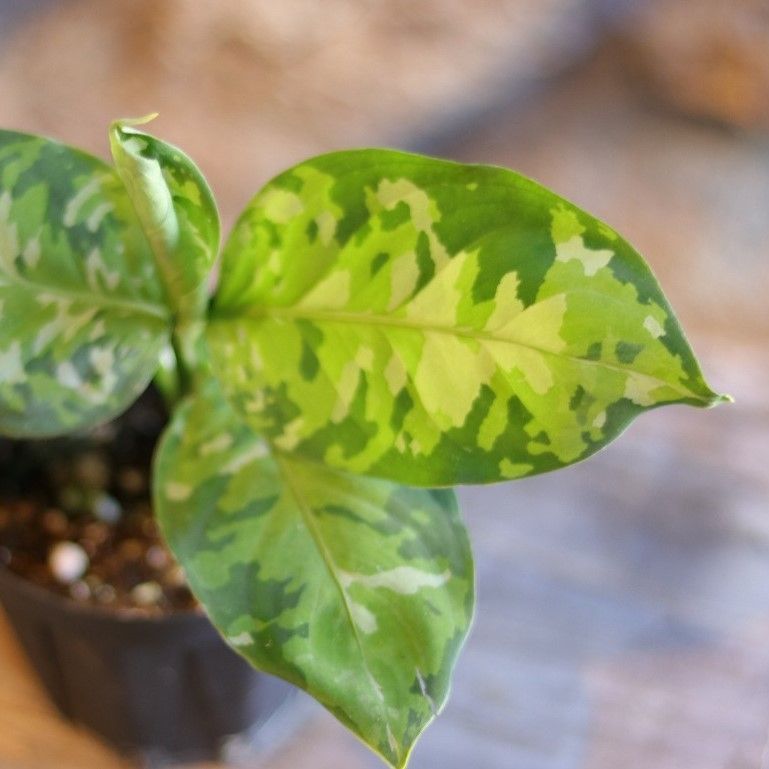 特選美株　アグラオネマ　ピクタム トリカラー　鉢ごとメルカリ便 特選美株 アグラオネマ ピクタム トリカラー 鉢ごとメルカリ便