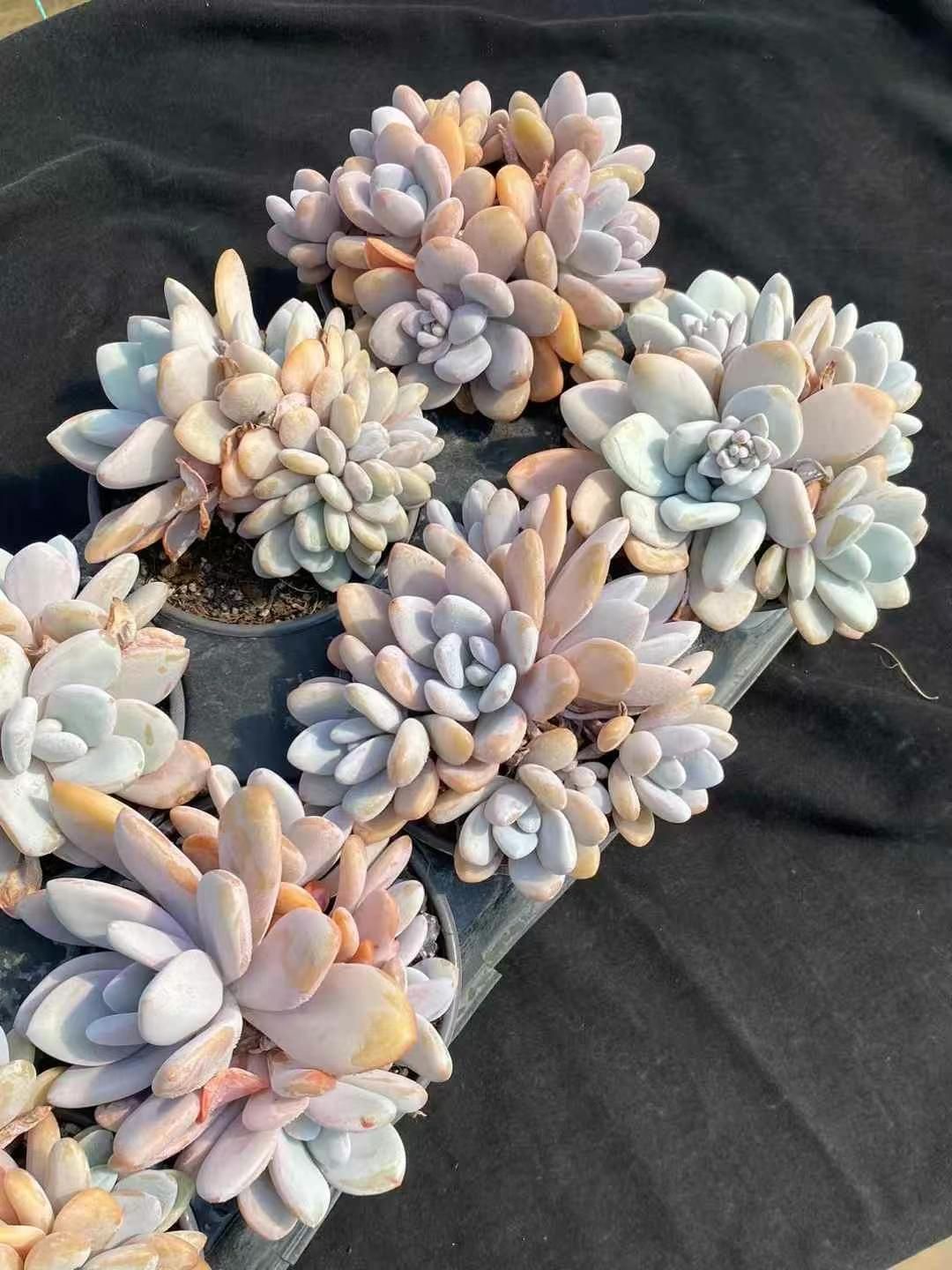 抜き苗 ピンクラビット群 DP246×16株 ふっくら 多肉植物 エケベリア サボテン 韓国苗 新入荷