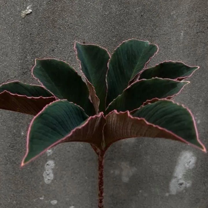 発芽Amorphophallus atroviridis アモルフォファルス アトロビリディス塊根植物 商品選べない アモルフォファルス  アトロビリディス/Amorphophallus.At mサイズ - メルカリ