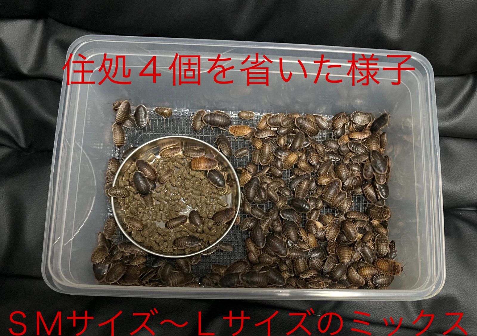 爬虫類 両生類 餌 デュビア レッドローチ コオロギ 飼育ケース 飼育