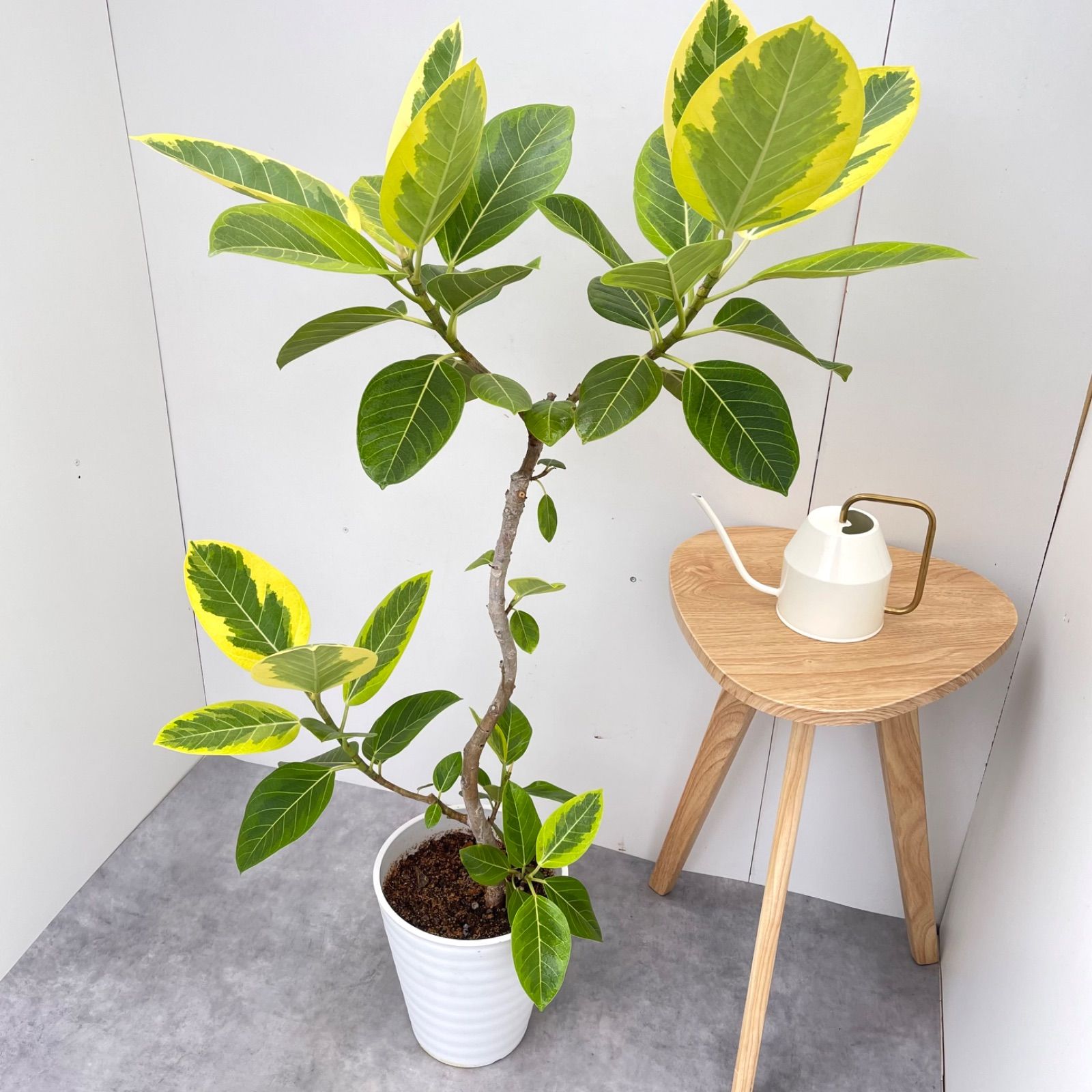 フィカス アルテシマ 曲がり 3【現品】観葉植物 室内 大型 フィカス