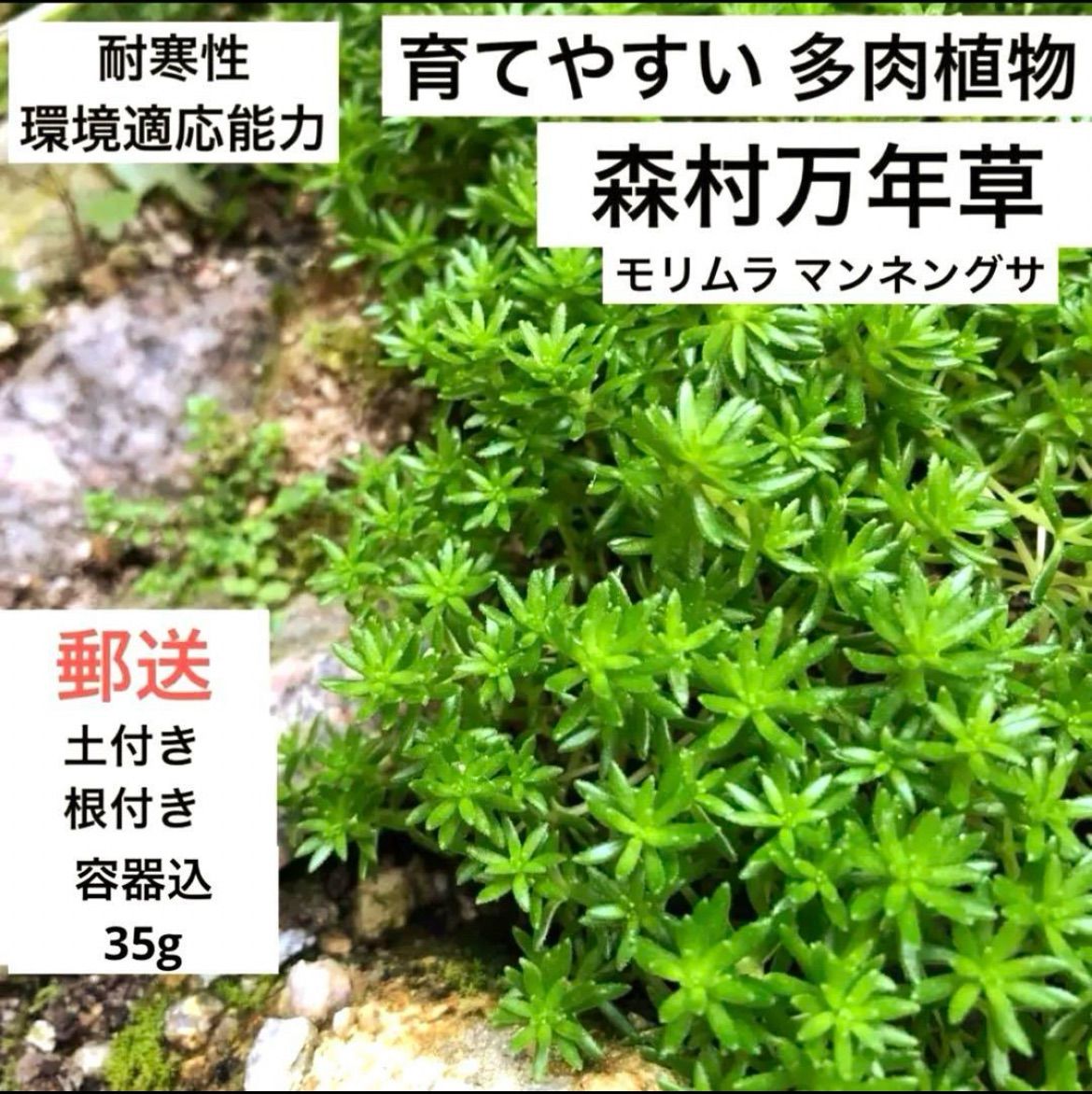 多肉植物 セダム 森村万年草 土付き 根付き 抜き苗 35g - メルカリ