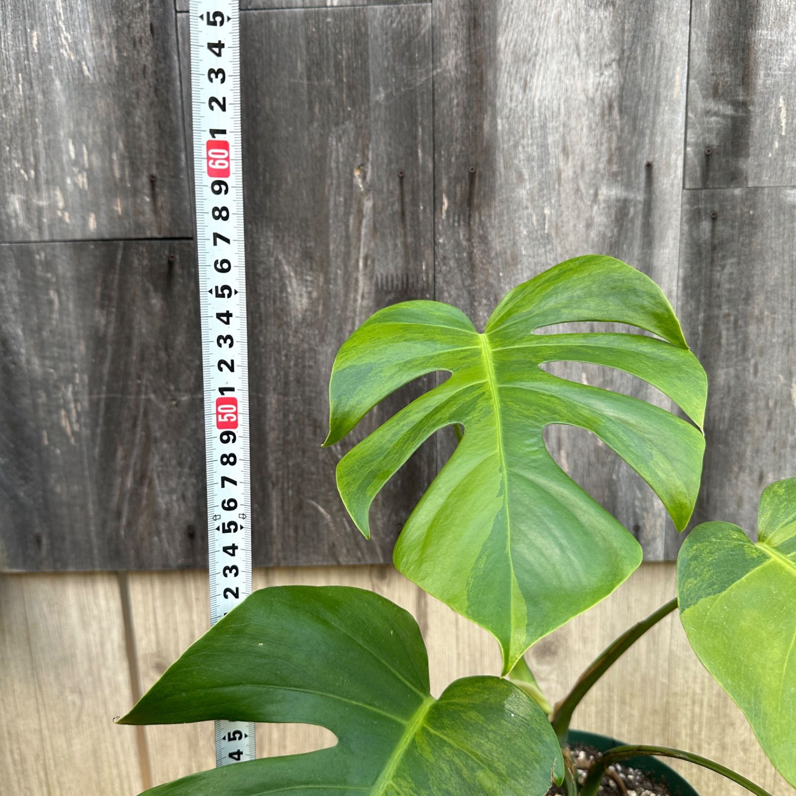 i*.様 モンステラ・ボルシギアナの斑入り③