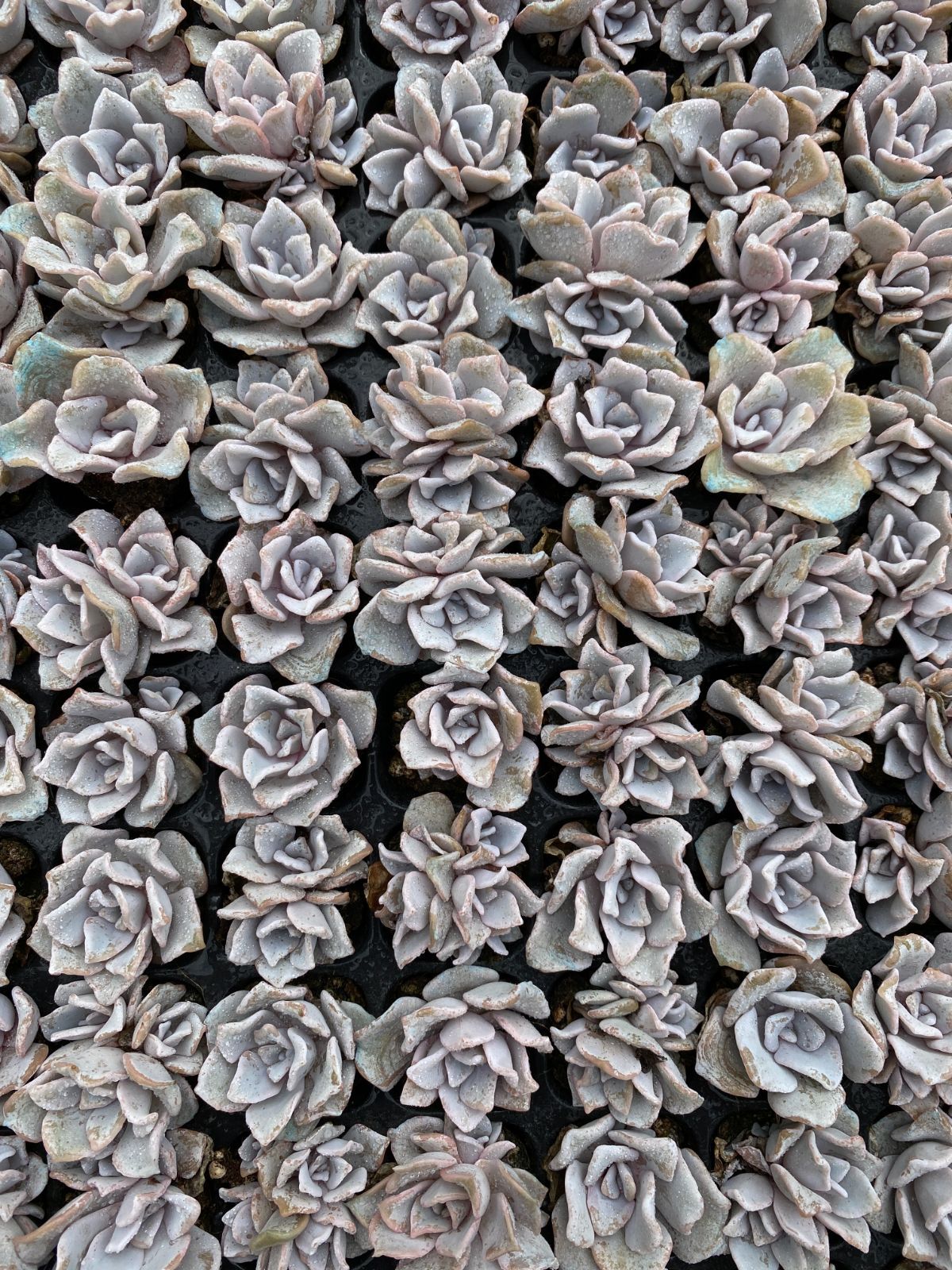 新入荷クリスペートビューティー XQS04×105苗 土付き 多肉植物 詰め合わせ エケベリア サボテン 韓国苗