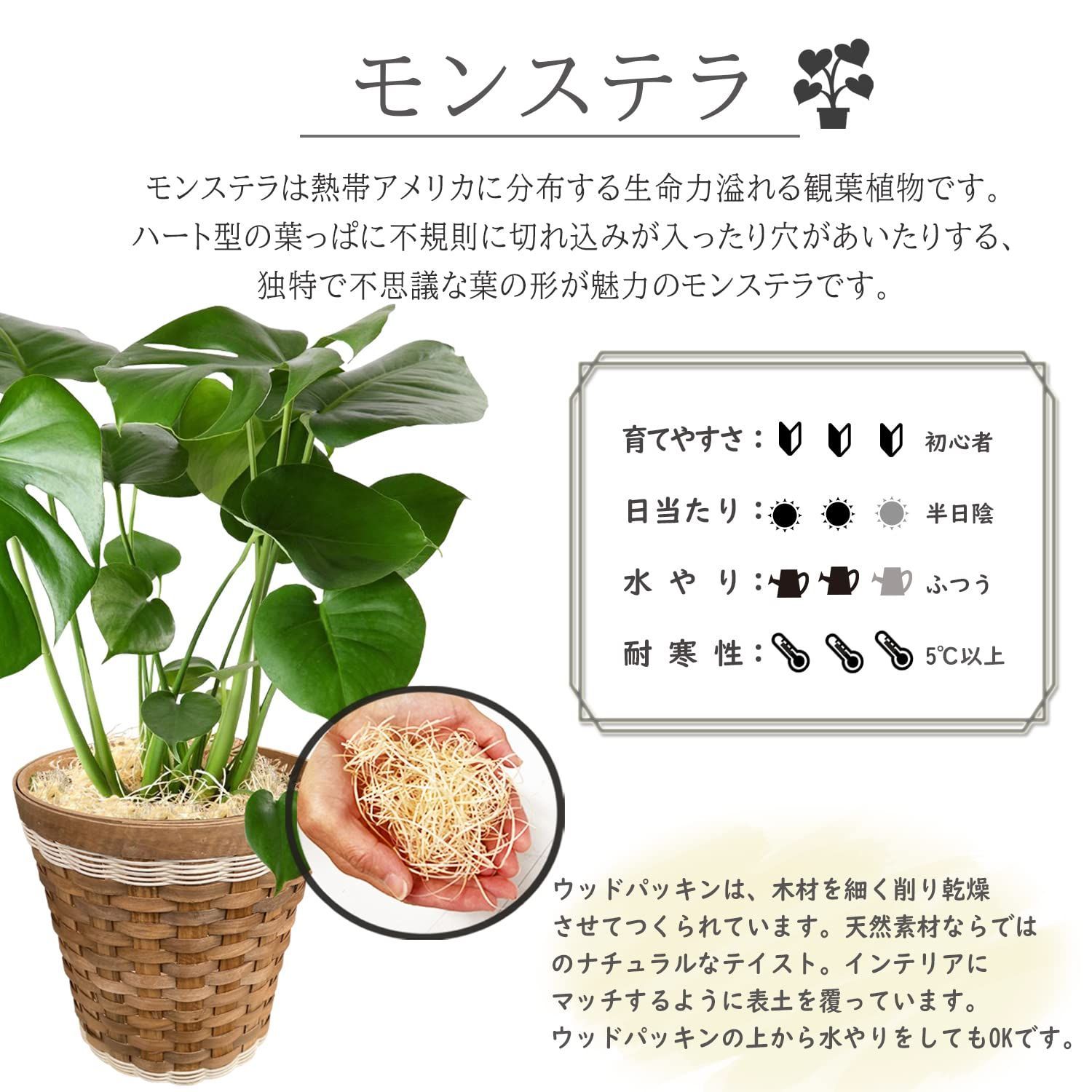 本物