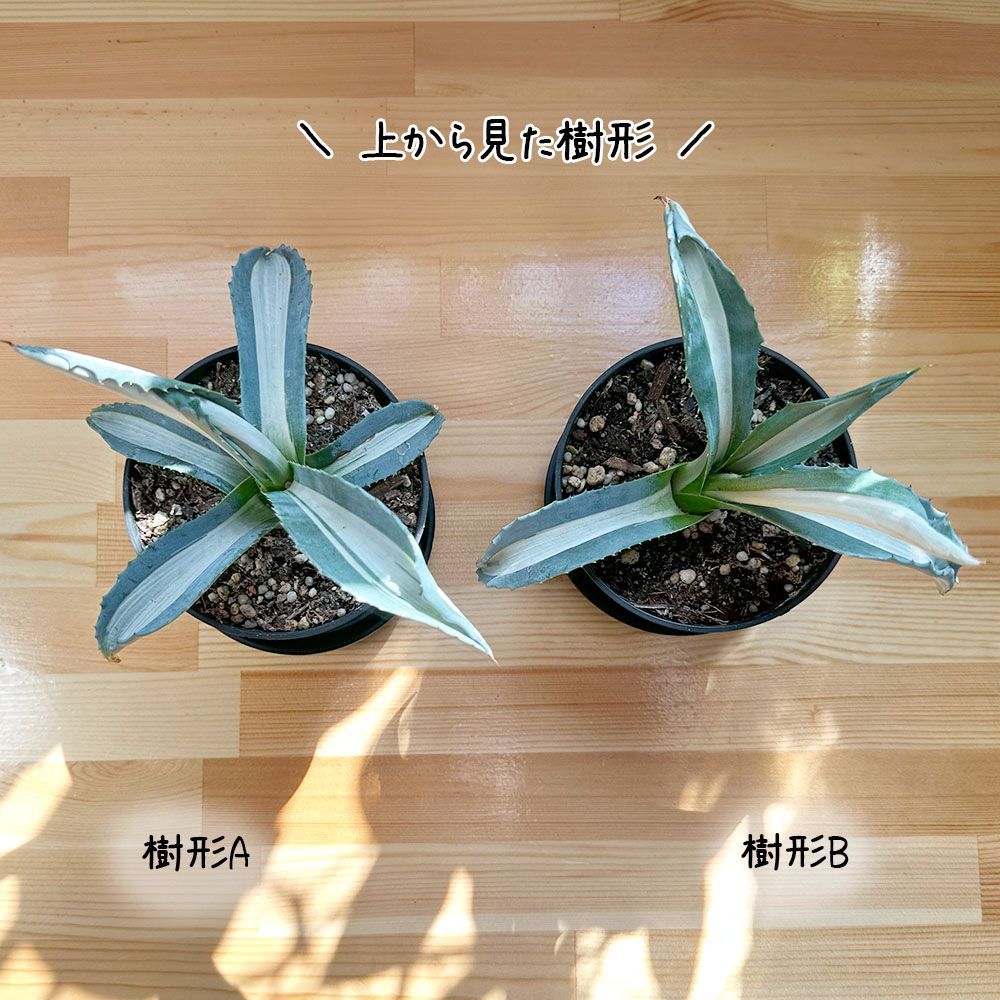 観葉植物 小さい