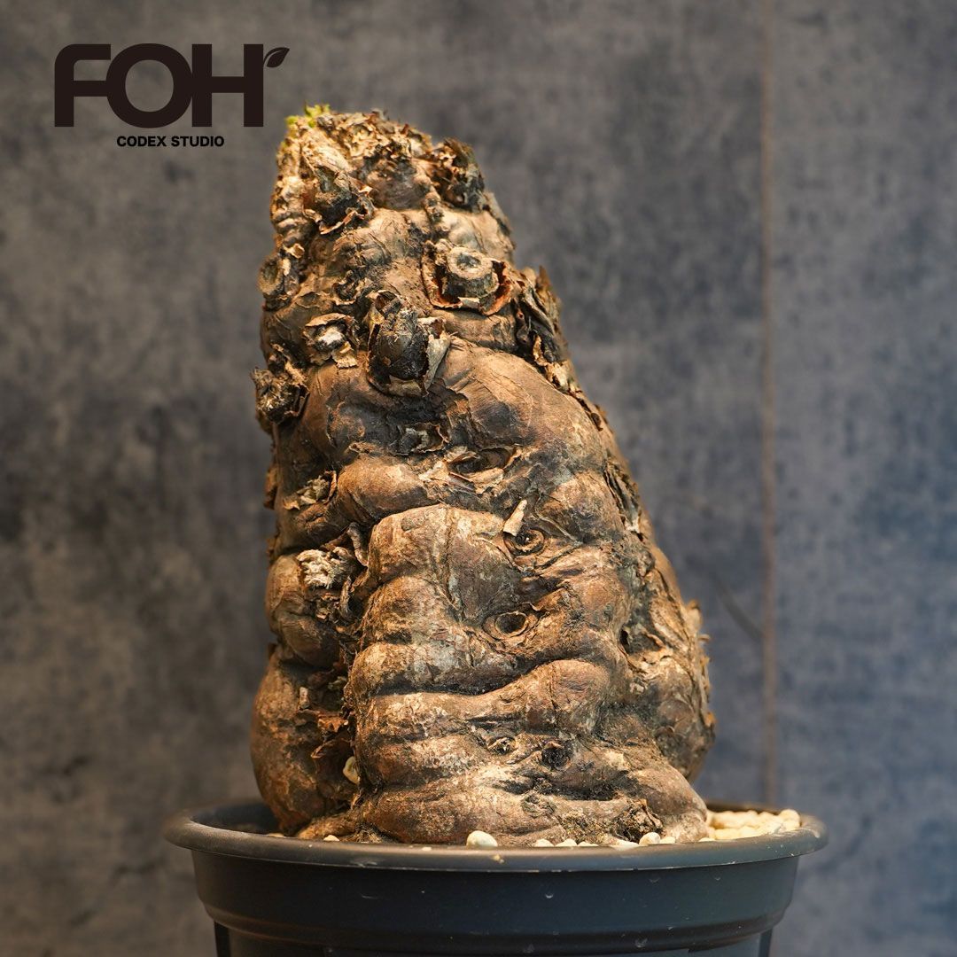 F4 ユーフォルビア ムランジーナ 発根済 現地株 - メルカリ