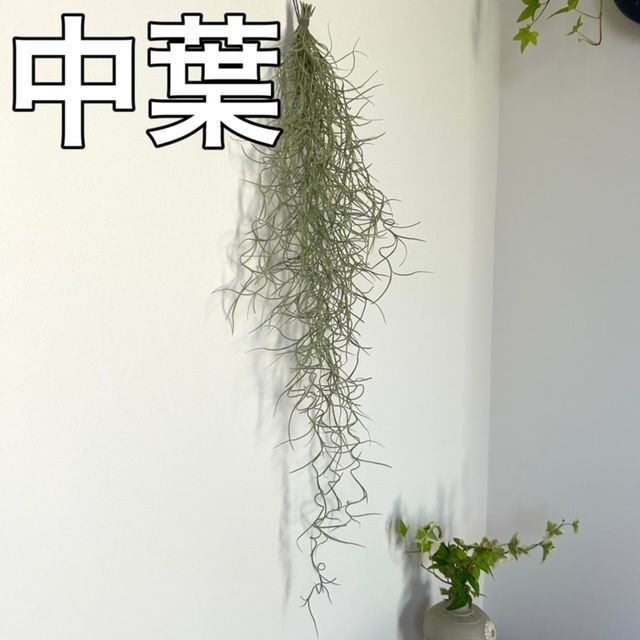 【楽天最安値に挑戦】 ④スパニッシュモス 太葉 エアー エアプランツ ウスネオイデス 鉢花