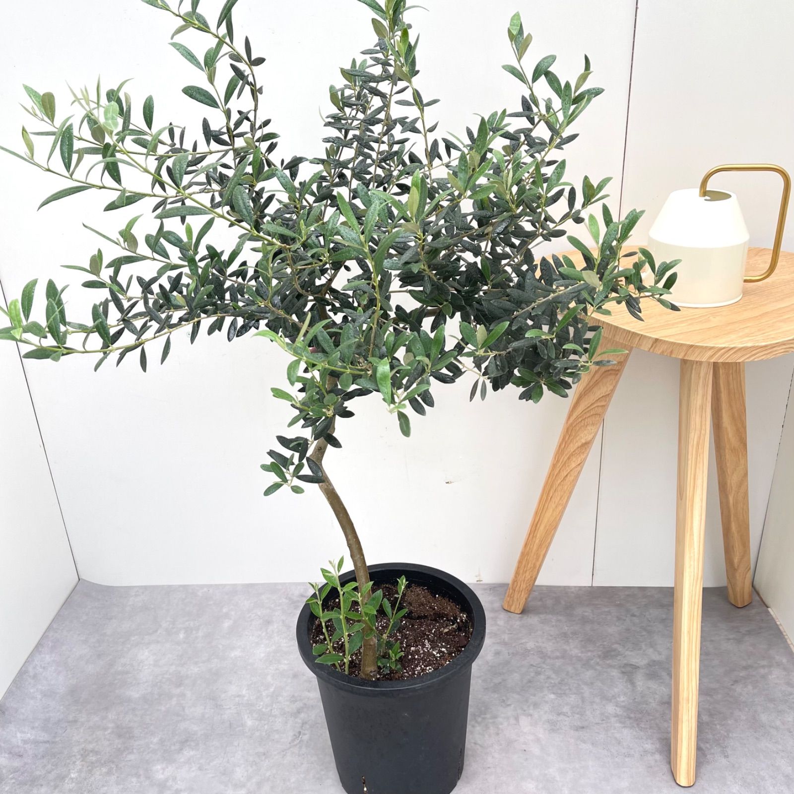 オリーブ マンザニロ 5 現品 観葉植物 創樹 SOUJU 8号