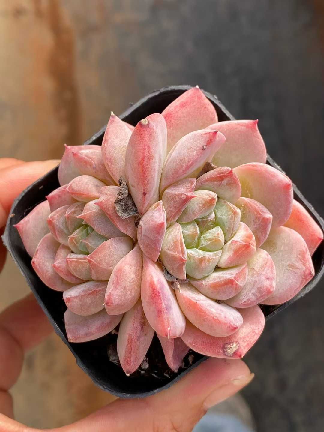 格安 50株の抜き苗セット ピンククリスタル 多肉植物 佐川急便発送 エケベリア 韓国苗 QS1170 海外ファッション通販。