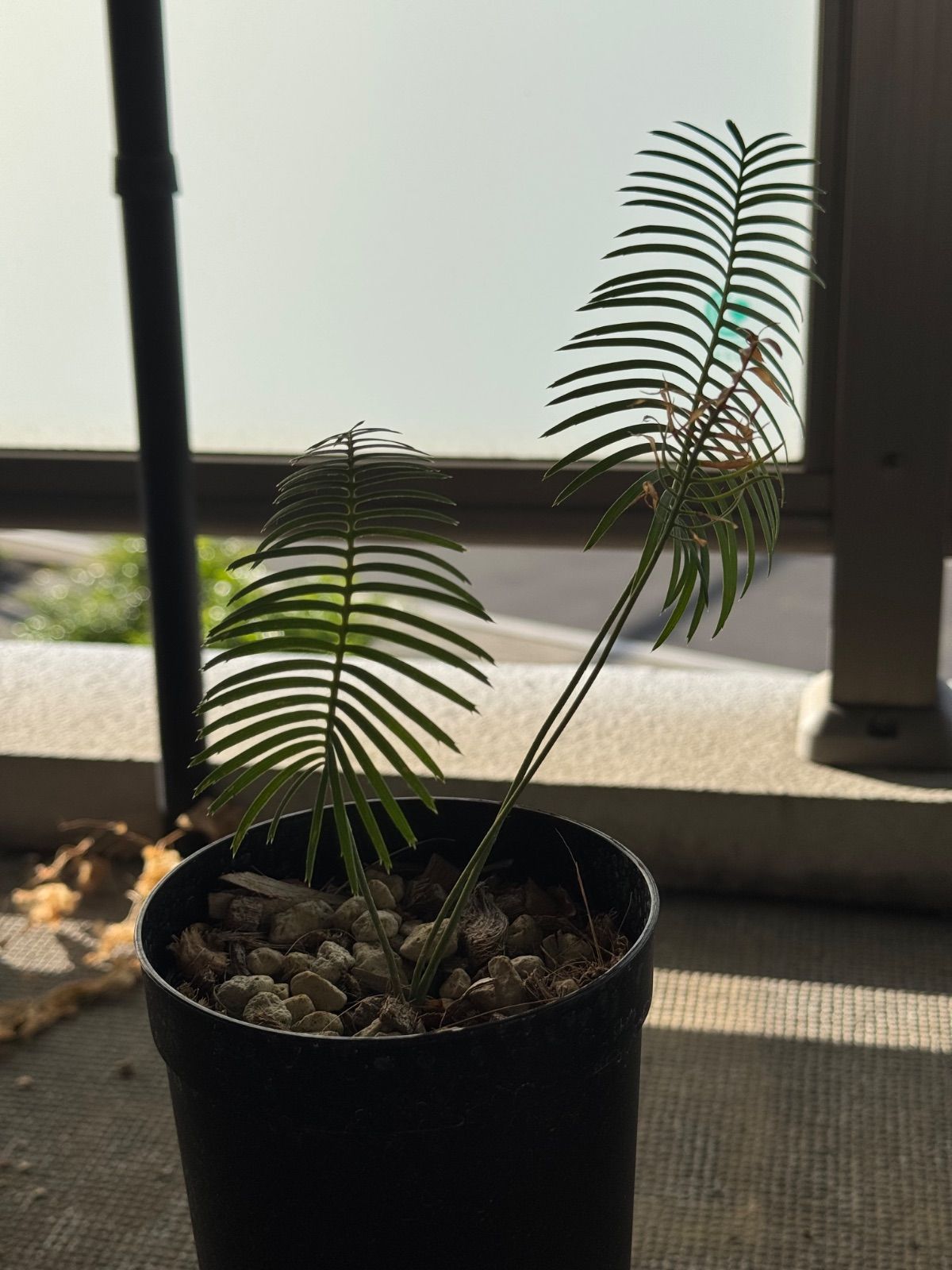 ディオーン エデュレ 実生 4号ロングポット ソテツ 蘇轍 サイカス