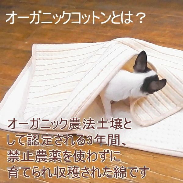 ペット 人気 犬猫 オーガニック 毛布