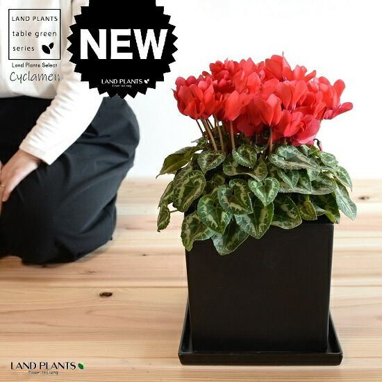 Bernard Cathelin 【シクラメンと柿のある静物】 ベルナール・カトラン