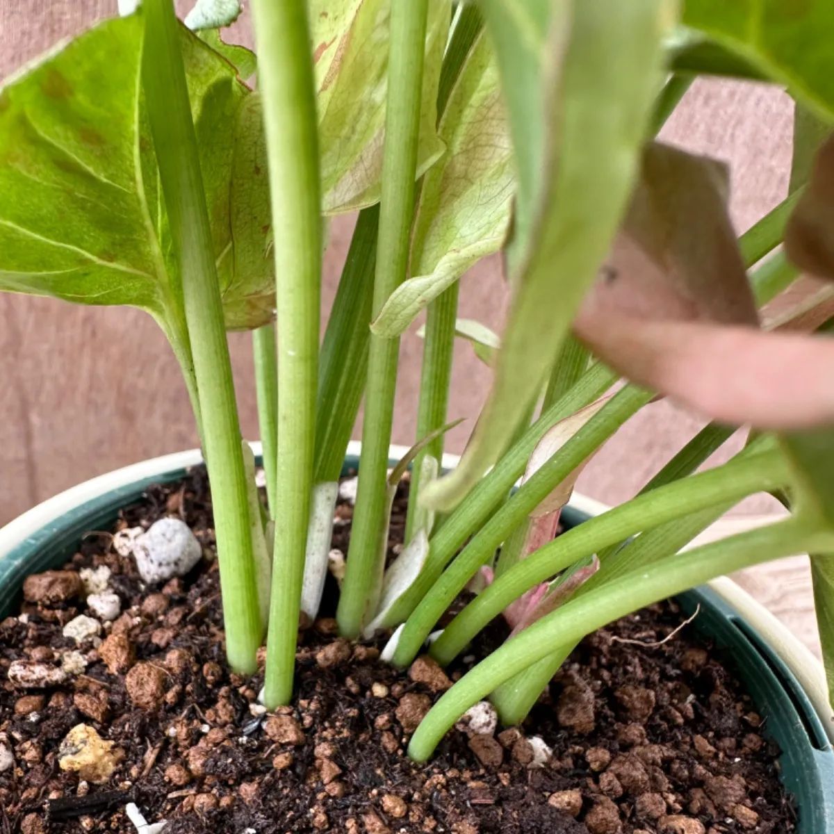 【サンプル】シンゴニウム コンフェッティ Syngonium podophyllum ‘confetti’  サトイモ科　シンゴニウム属 シンゴニウム   観葉植物 観葉 植物 インテリア プレゼント おしゃれ かわいい  グリーン