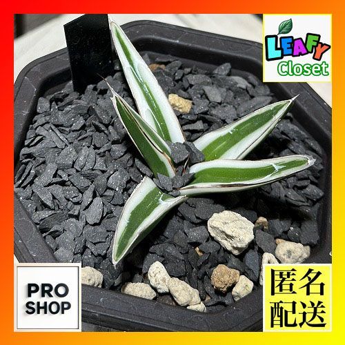 多肉植物アガベ 氷山 小株 3株同梱 発根済 多肉植物アガベ