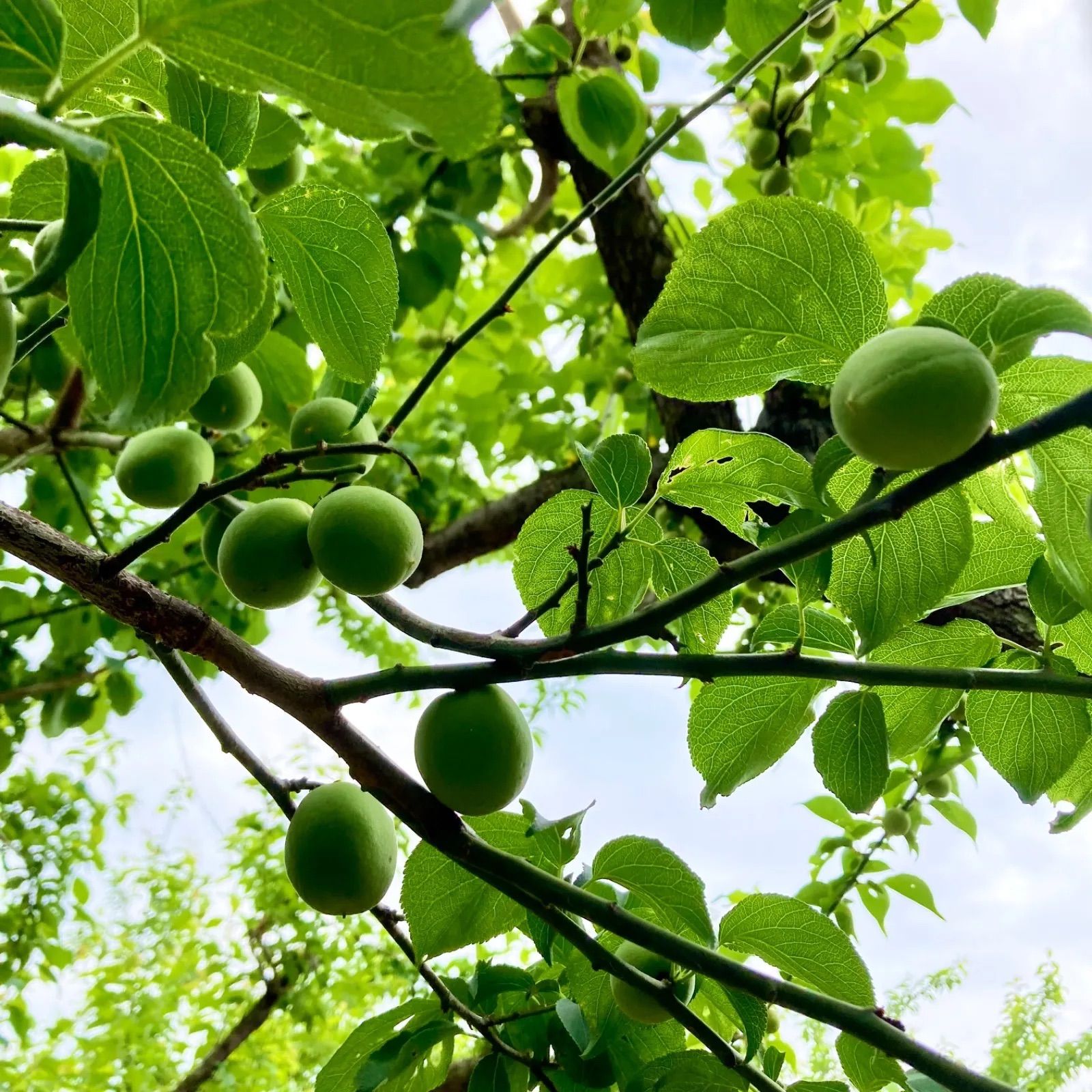 無農薬 青梅 白加賀 10kg - メルカリ