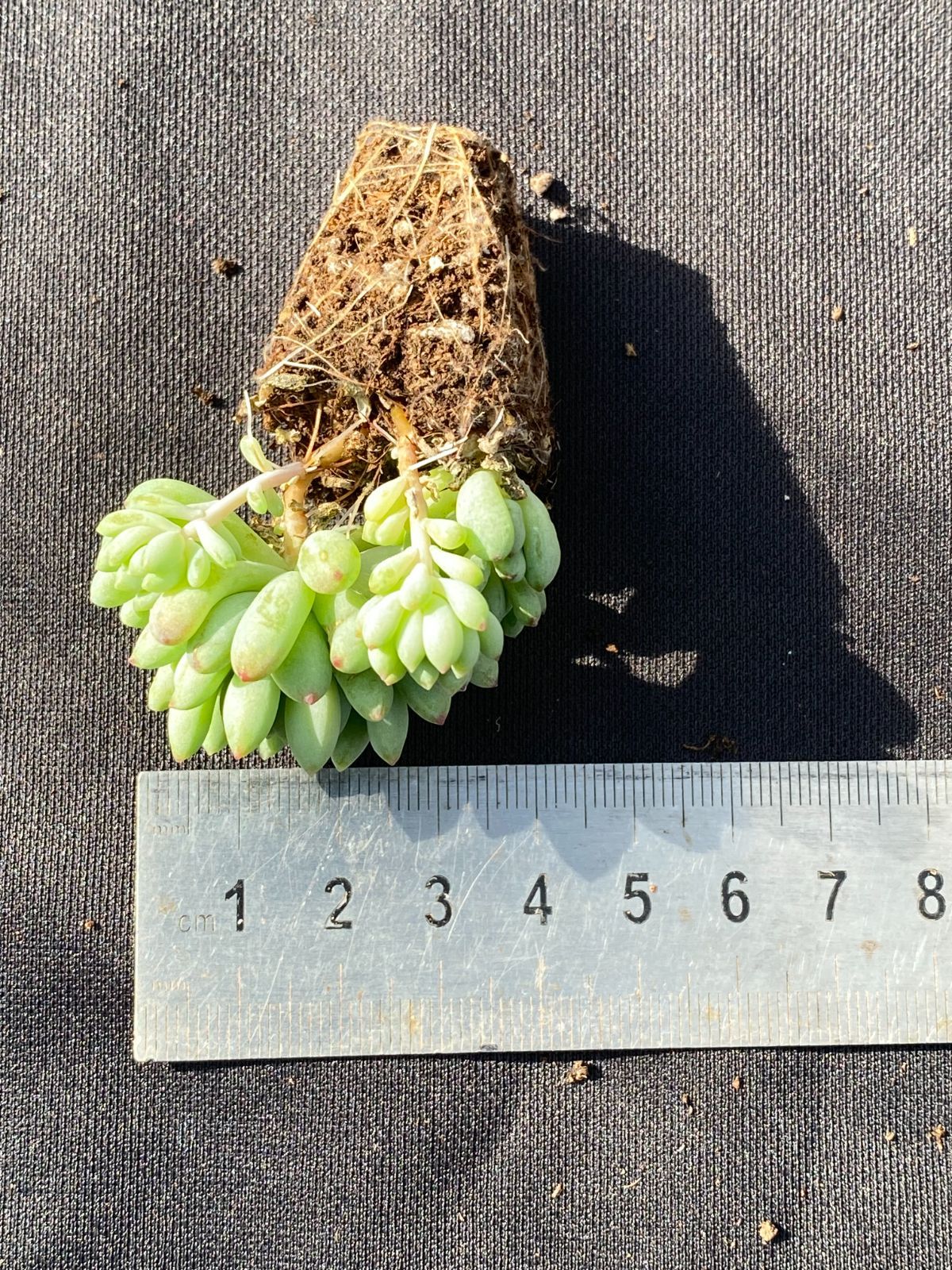 土付き 花火 ZM313×105苗 ベリー ふっくら 多肉植物 詰め合わせ エケベリア 韓国苗