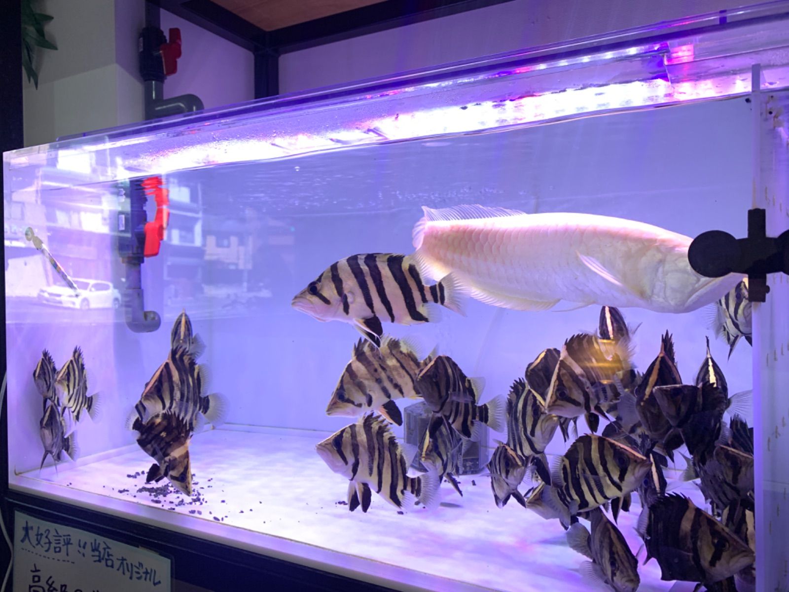 ニッソー PG スーパークリア 1200 or 900水槽用照明 LED ライト - メルカリ