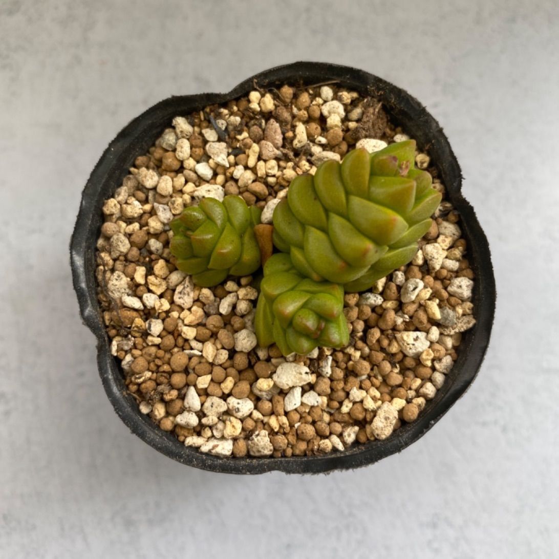 多肉植物 抜き苗 クラッスラ 寿限無 - メルカリ