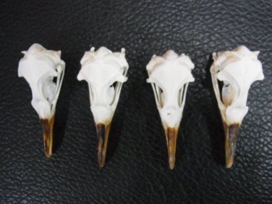 高品質！ベニンクシマンセの頭骨 貴重！マゼランペンギン 頭骨 - メルカリ