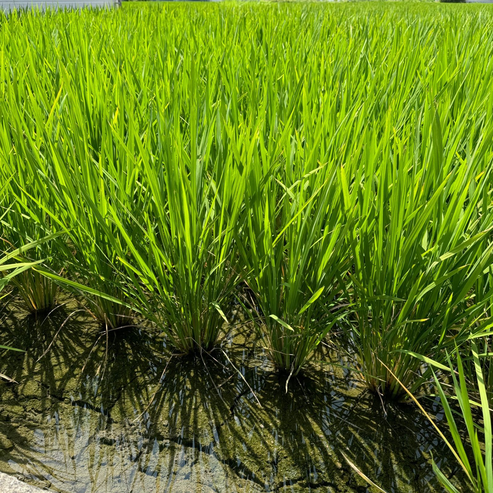 2024年度産 令和6年度産 奈良県産 ヒノヒカリ 玄米 10kg 【公式通販】