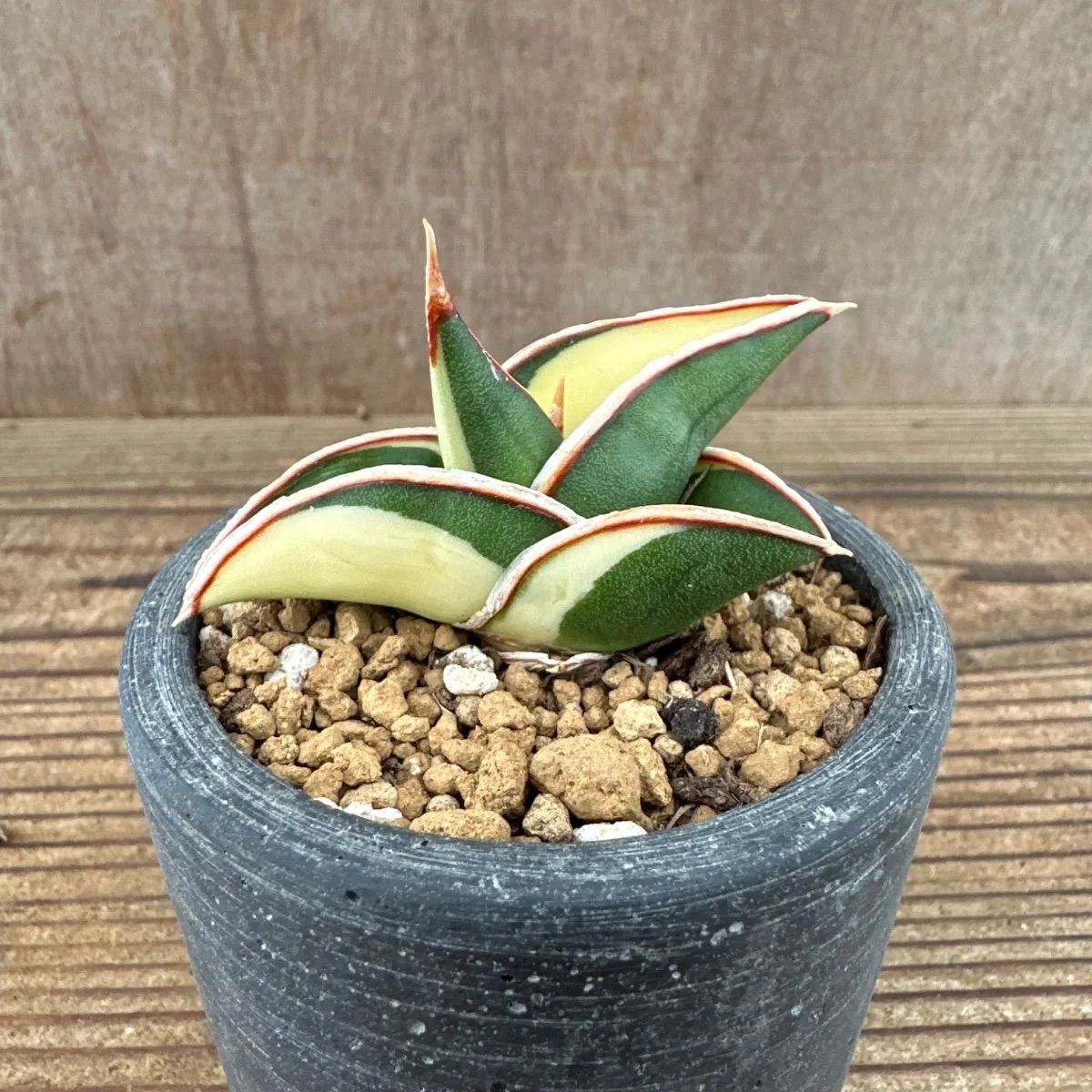 サンセベリア ロリダ 斑入り Sansevieria rorida variegated