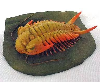 〈ビンテージフィギュア 三葉虫 「国立科学博物館監修 科博所蔵品再現モデル」 中古】フィギュア GK006 三葉虫(セロウリネラ) 「国立科学博物館
