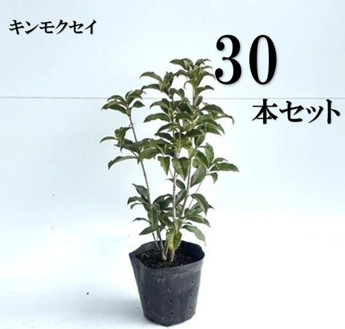 30本セット キンモクセイ樹高0.3m前後15cmポット