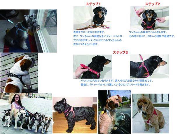 バディーベルト正規輸入代理店