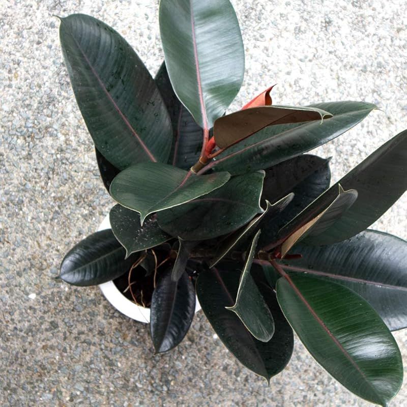 リビングやオフィス向きサイズ 1個売り