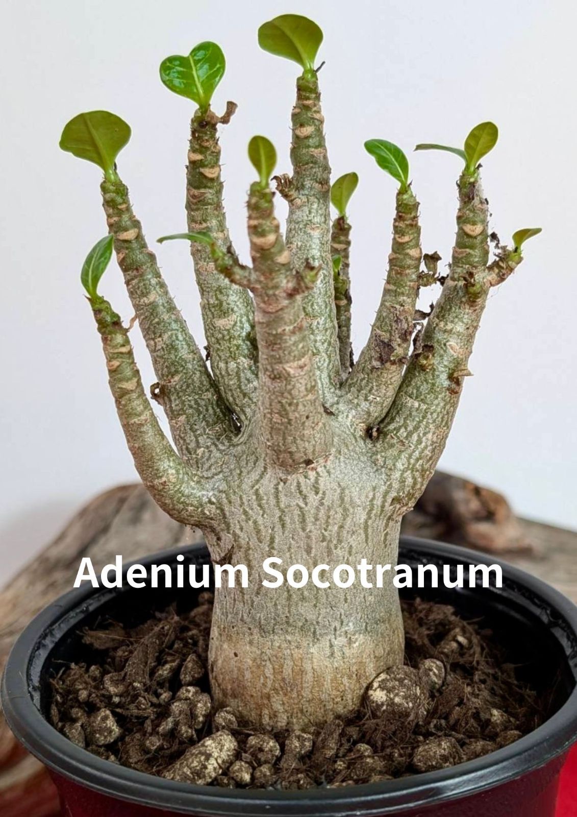 塊根植物 コーデックス アデニウム ソコトラナム 砂漠のバラ Adenium Socotranum X-81 - メルカリ