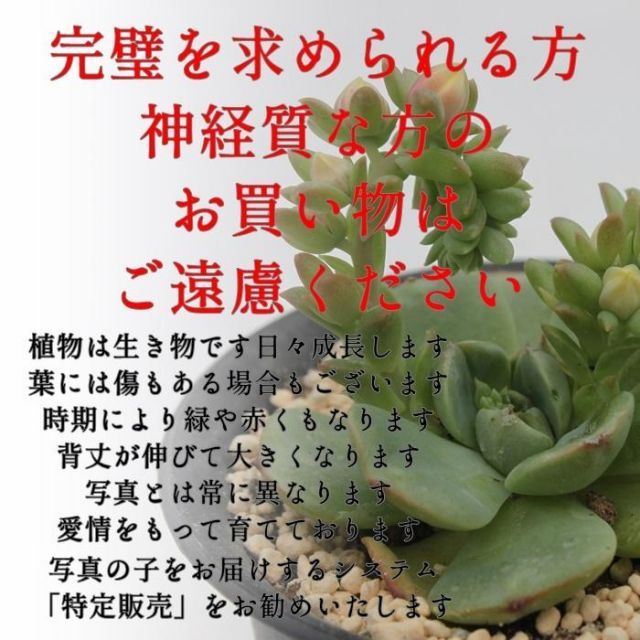 生クリーム大福 多肉永遠 大きい 根付き苗 多肉植物 もどかしい