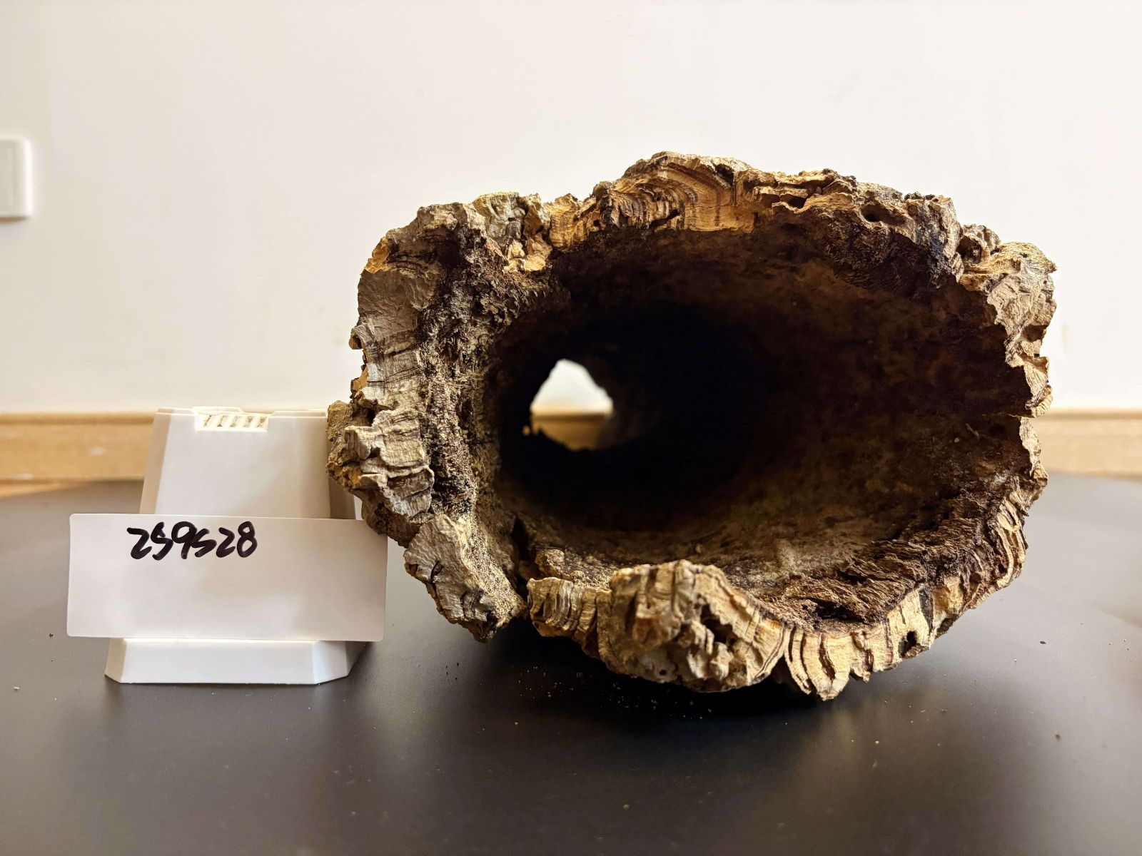 キャノンコルク コルク樹皮