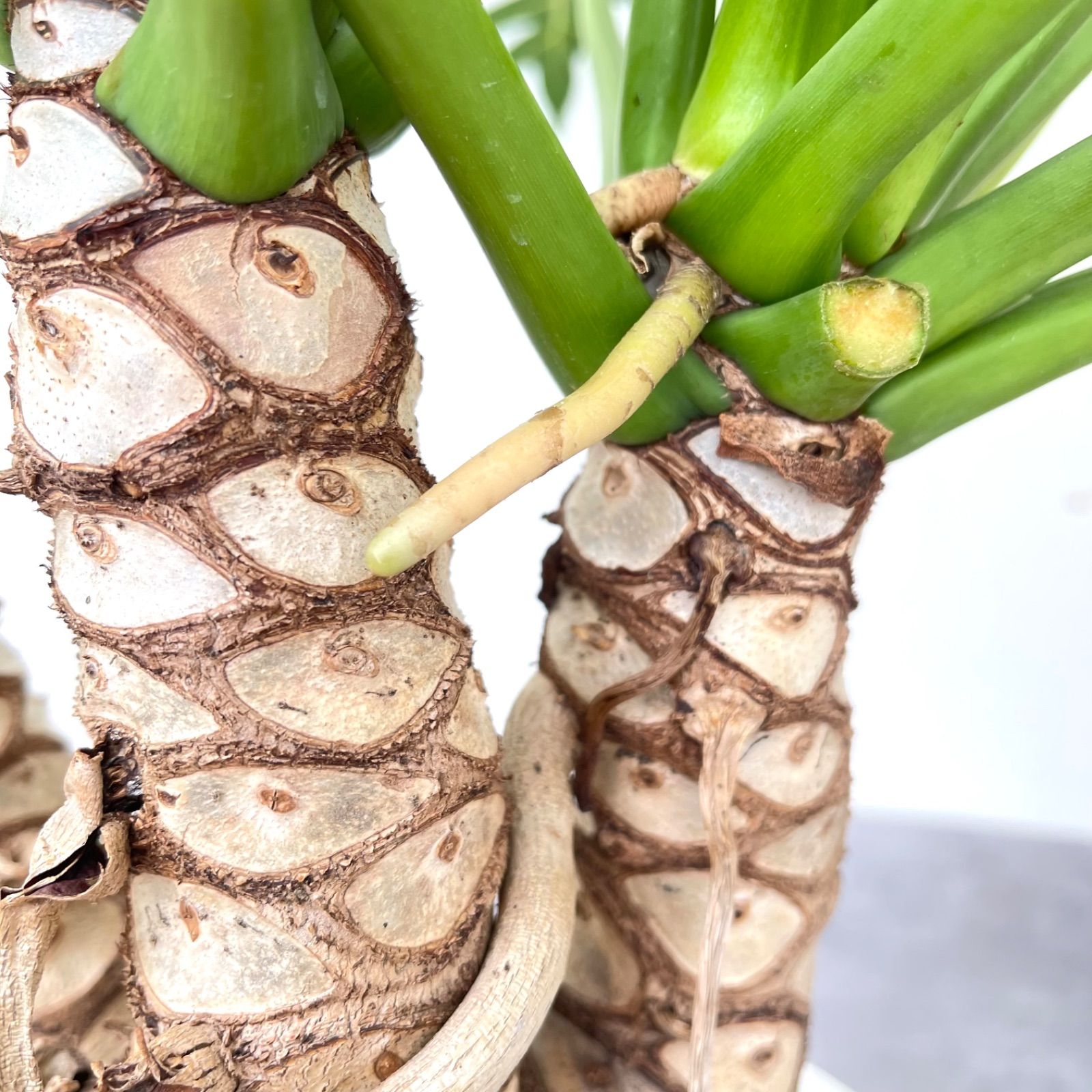 大株 フィロデンドロン ジャイアントザナドゥ クッカバラ 幹上がり 幹立ち 大株 フィロデンドロン ジャイアントザナドゥ クッカバラ 幹上がり 幹