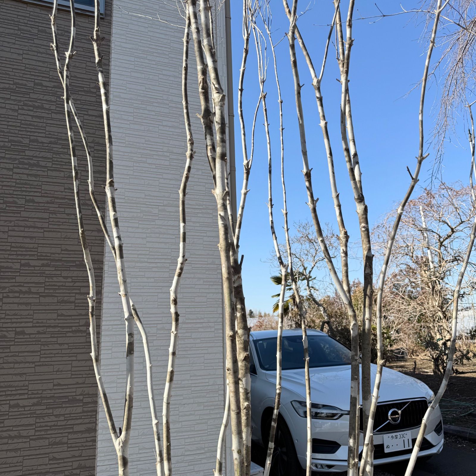 引き取り限定。4mの根上りアオダモ。 楽天市場】山採り アオダモの通販